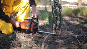 Reliable Bradner, OH Tree Services Solutions